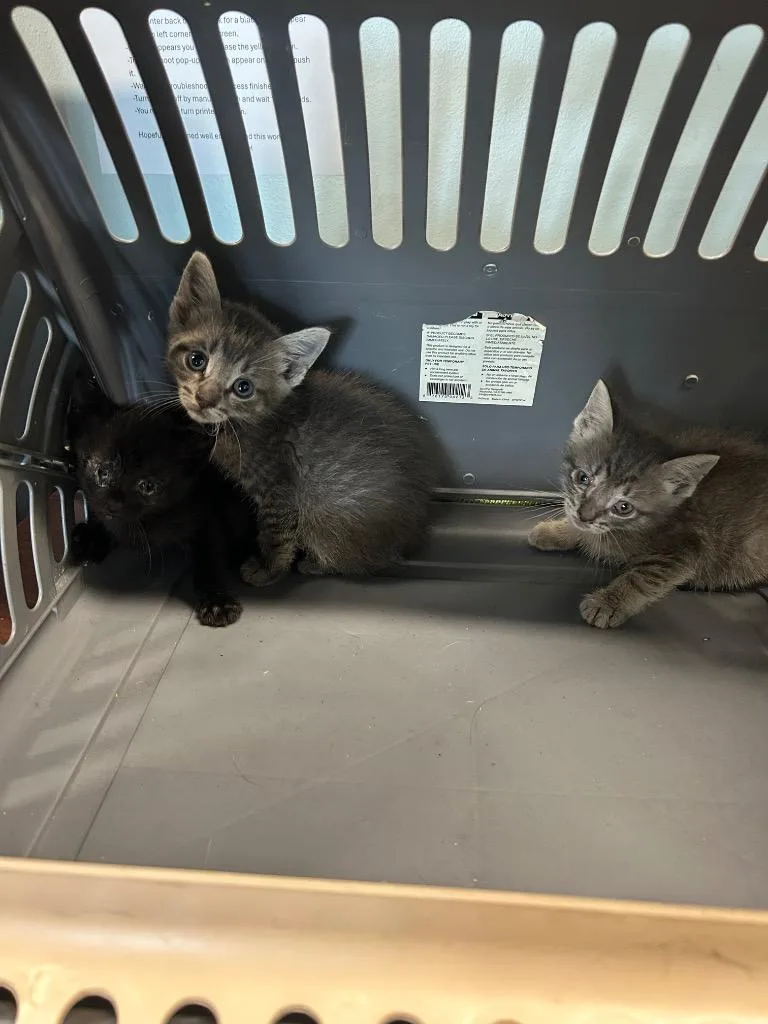A baby small-sized male Domestic Short Hair cat named Frappucino for adoption in Gautier, MS