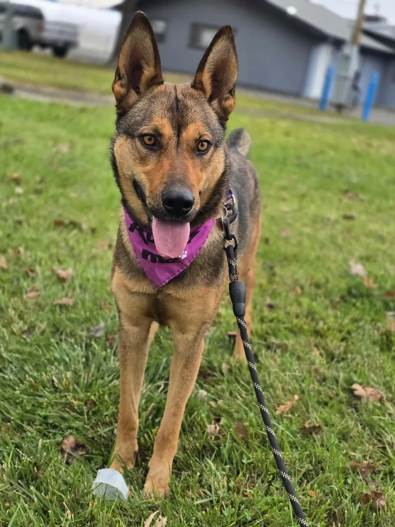 An adult medium-sized female German Shepherd Dog dog named Pirelli for adoption in Grants Pass, OR