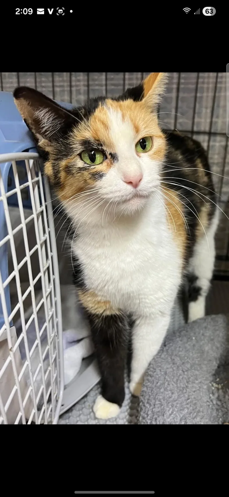 An adult medium-sized female Calico Domestic Short Hair cat named Jeanie for adoption in Mount Pleasant, TX