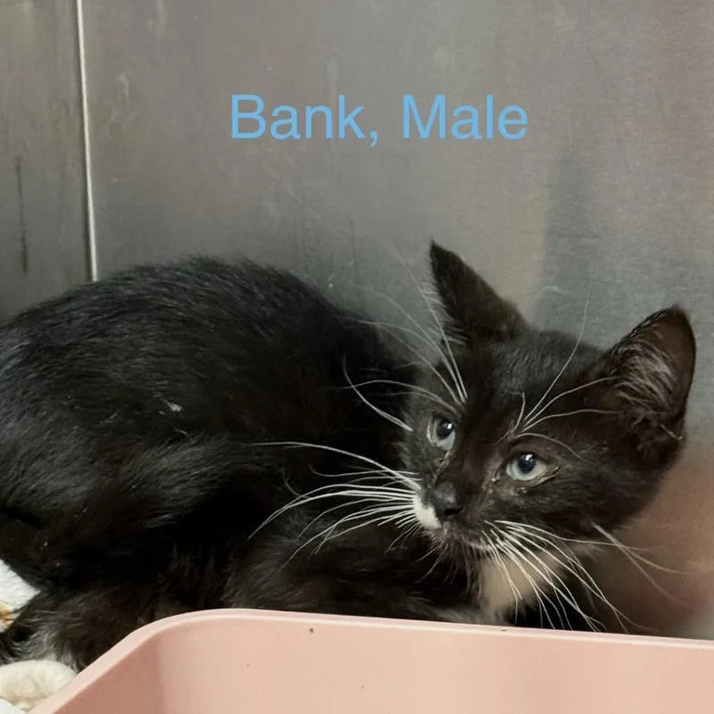 A baby small-sized male Torbie American Shorthair cat named Bank for adoption in Spring Hill, KS