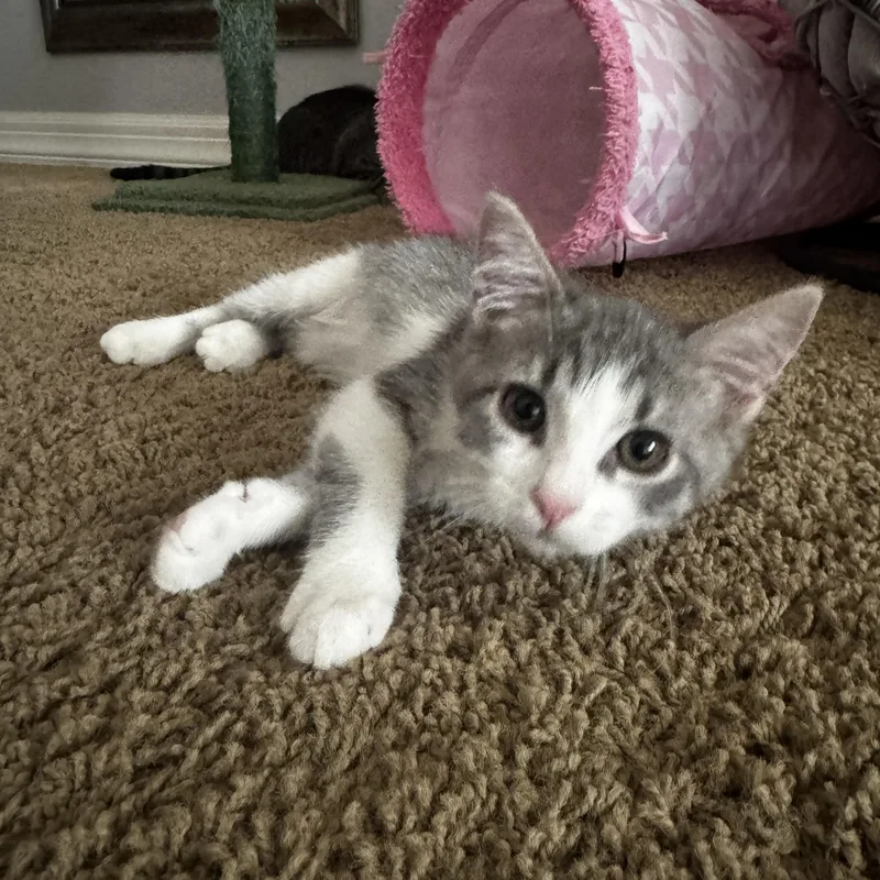 A baby small-sized female Domestic Short Hair cat named Gracie for adoption in queen creek, AZ
