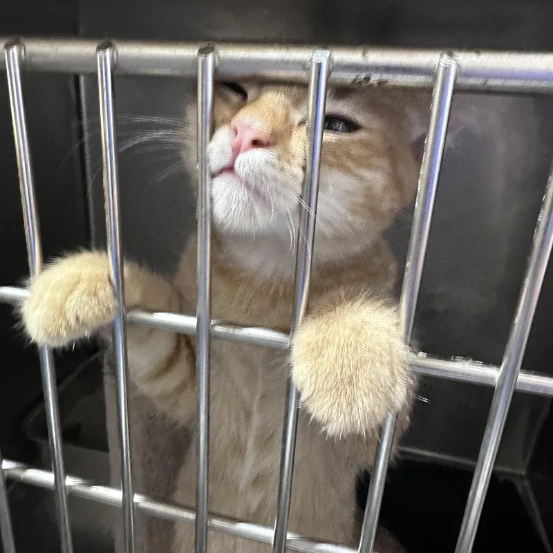 A baby medium-sized male Orange & White Domestic Short Hair cat named Beal for adoption in Clarksville, VA