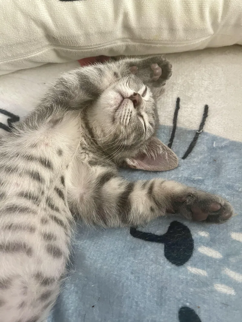 A baby small-sized male Tabby (Gray / Blue / Silver) Tabby cat named Toro for adoption in Belvidere, IL