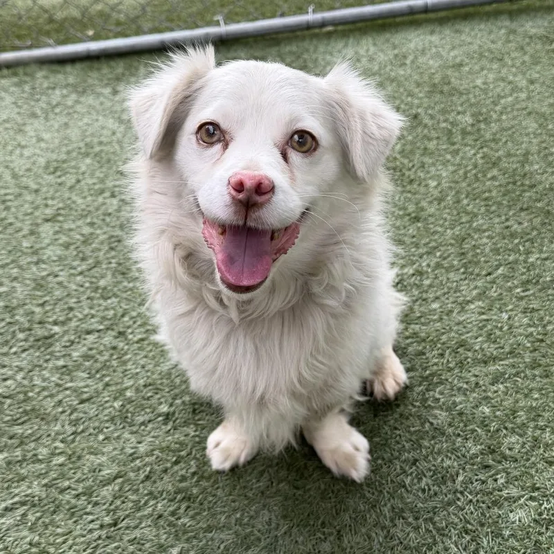 An adult small-sized male White / Cream Spaniel dog named Julius for adoption in Hawthorne, CA