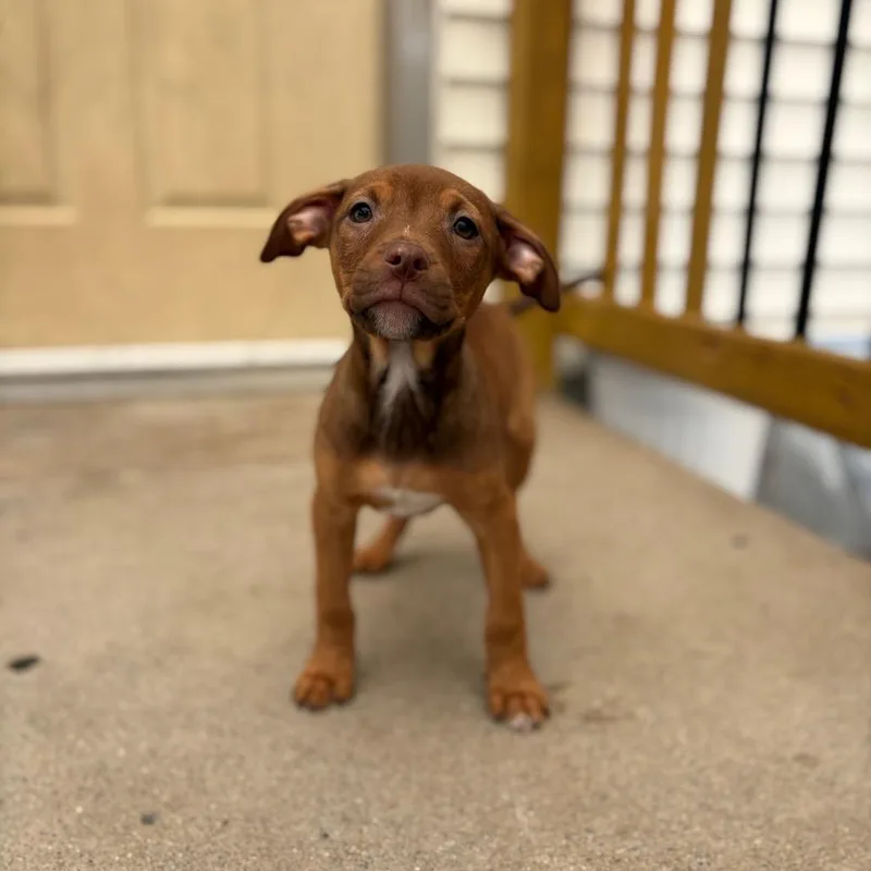 A baby medium-sized male Pit Bull Terrier dog named Tart for adoption in Fenton, MI