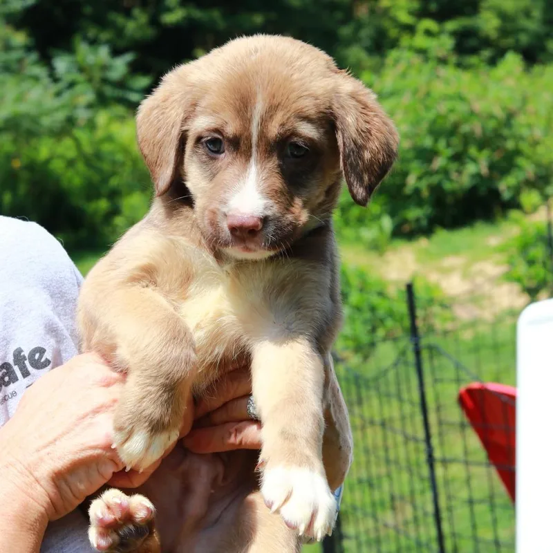 A baby medium-sized male Brown / Chocolate Labrador Retriever dog named CT Poker avail Aug for adoption in Stormville, NY
