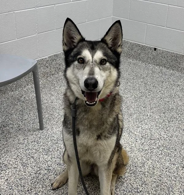 An adult medium-sized female Siberian Husky dog named Husky for adoption in Golden, CO