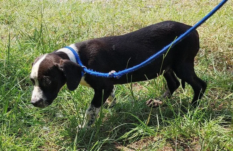 A young medium-sized female Hound dog named Bre for adoption in Wetumpka, AL