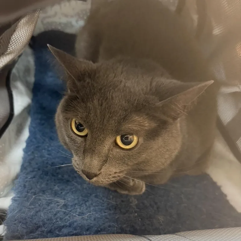 An adult large-sized male Gray / Blue / Silver Domestic Short Hair cat named Annika for adoption in Midland, TX
