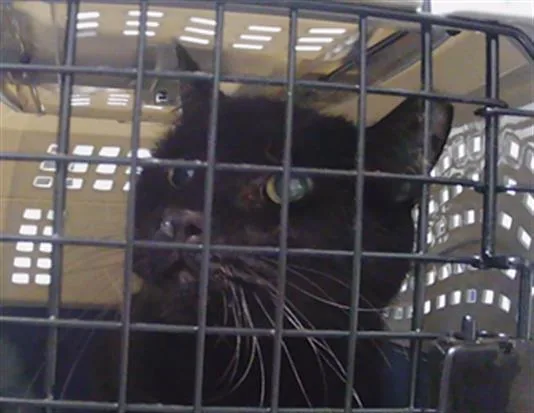 An adult small-sized male Domestic Medium Hair cat named Toucan Sam for adoption in Charlotte, NC