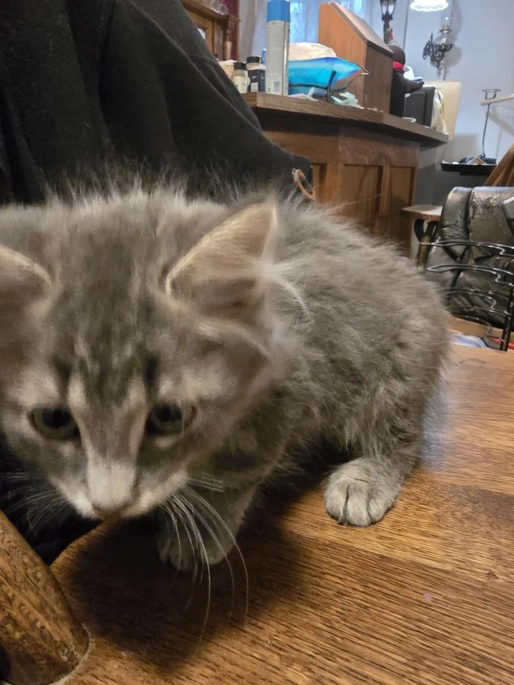 A baby small-sized male Gray / Blue / Silver Domestic Long Hair cat named Gouda for adoption in Broomfield, CO