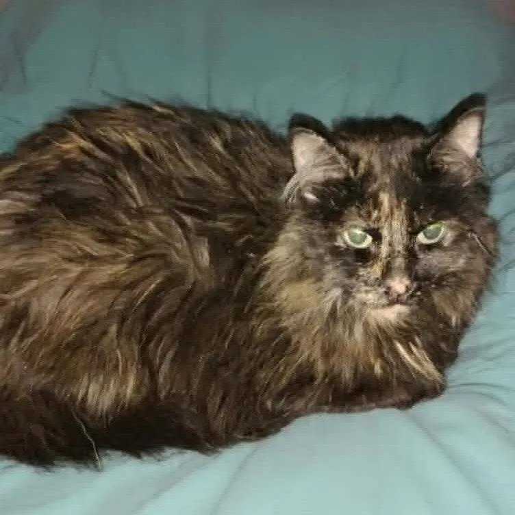 An adult medium-sized female Domestic Long Hair cat named Petunia for adoption in Evergreen, CO