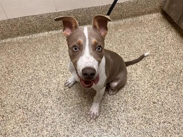 A baby small-sized male Pit Bull Terrier dog named Rex for adoption in Colorado Springs, CO
