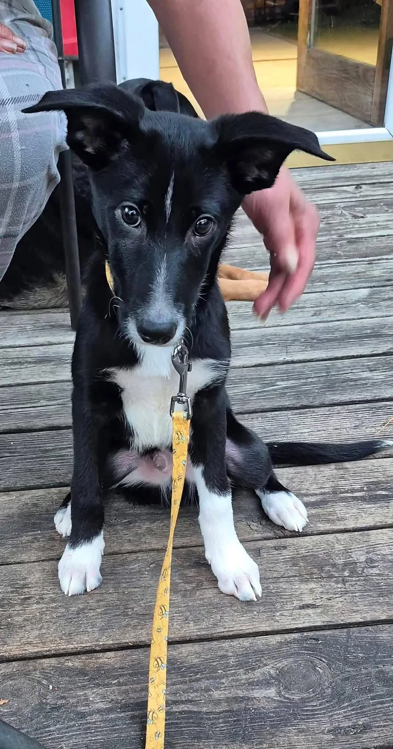 A baby medium-sized male Australian Cattle Dog / Blue Heeler dog named Winston for adoption in New London, WI
