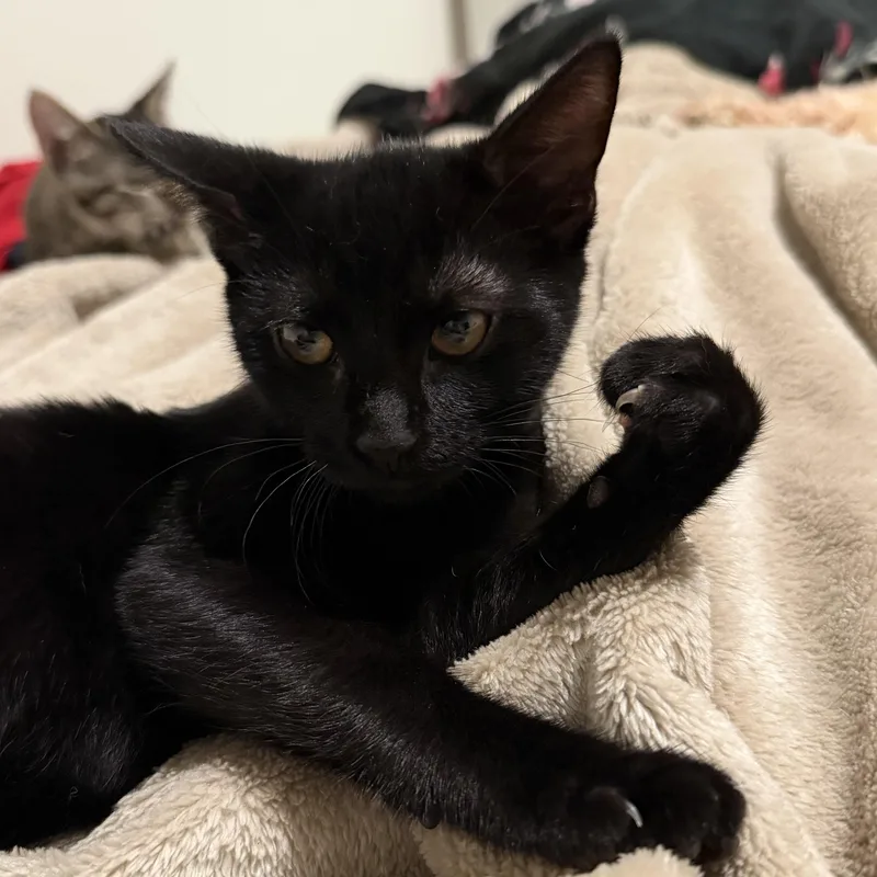 Pepper thumbnail 3