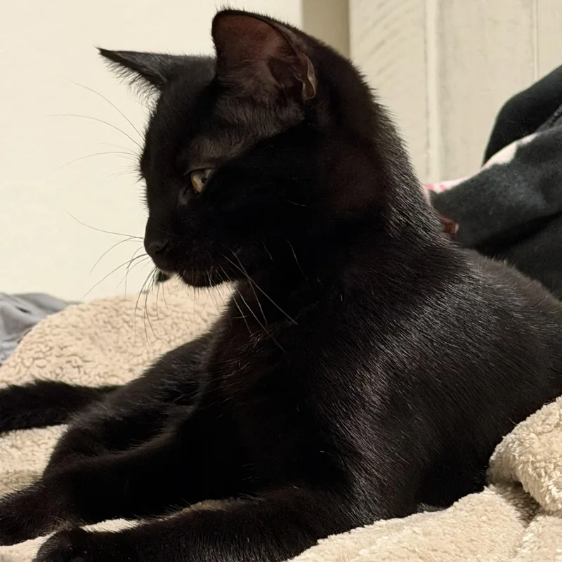 Pepper thumbnail 4