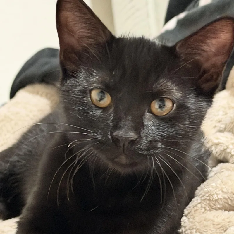 Pepper thumbnail 5
