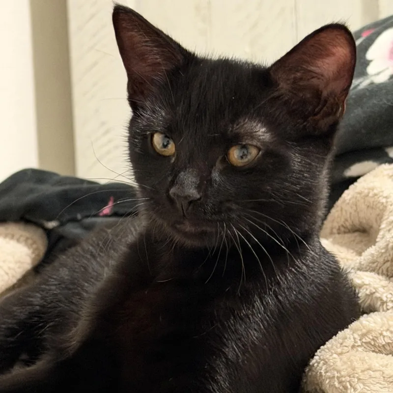 Pepper thumbnail 6