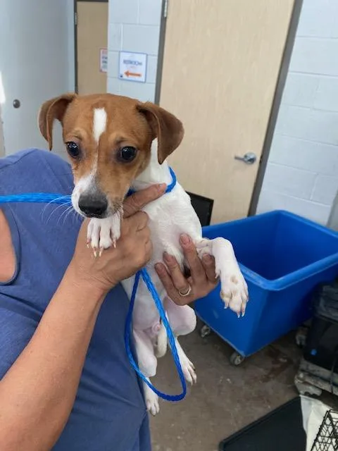 A young medium-sized male Mixed Breed dog named Brody for adoption in Dallas, TX