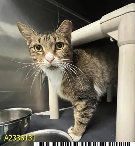 An adult small-sized female Domestic Short Hair cat named Chappell Roan for adoption in West Palm Beach, FL