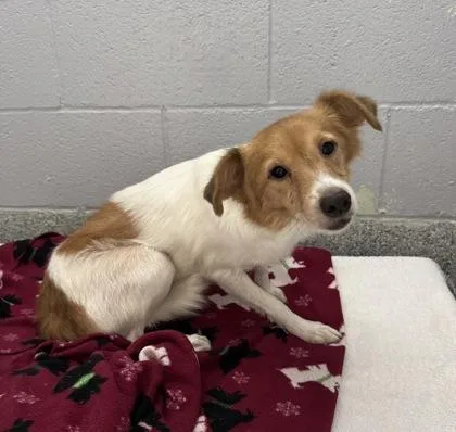 An adult small-sized female Brown / Chocolate Shetland Sheepdog / Sheltie dog named Skittle for adoption in Tinley Park, IL