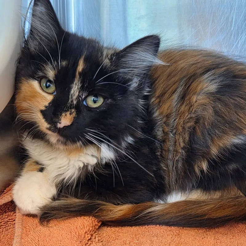 A baby small-sized female Calico Domestic Long Hair cat named Professor Pebbles for adoption in Asheville, NC