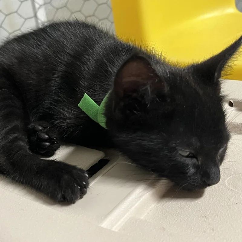 A baby small-sized male Black Domestic Short Hair cat named Twizzler for adoption in Alexandria, VA