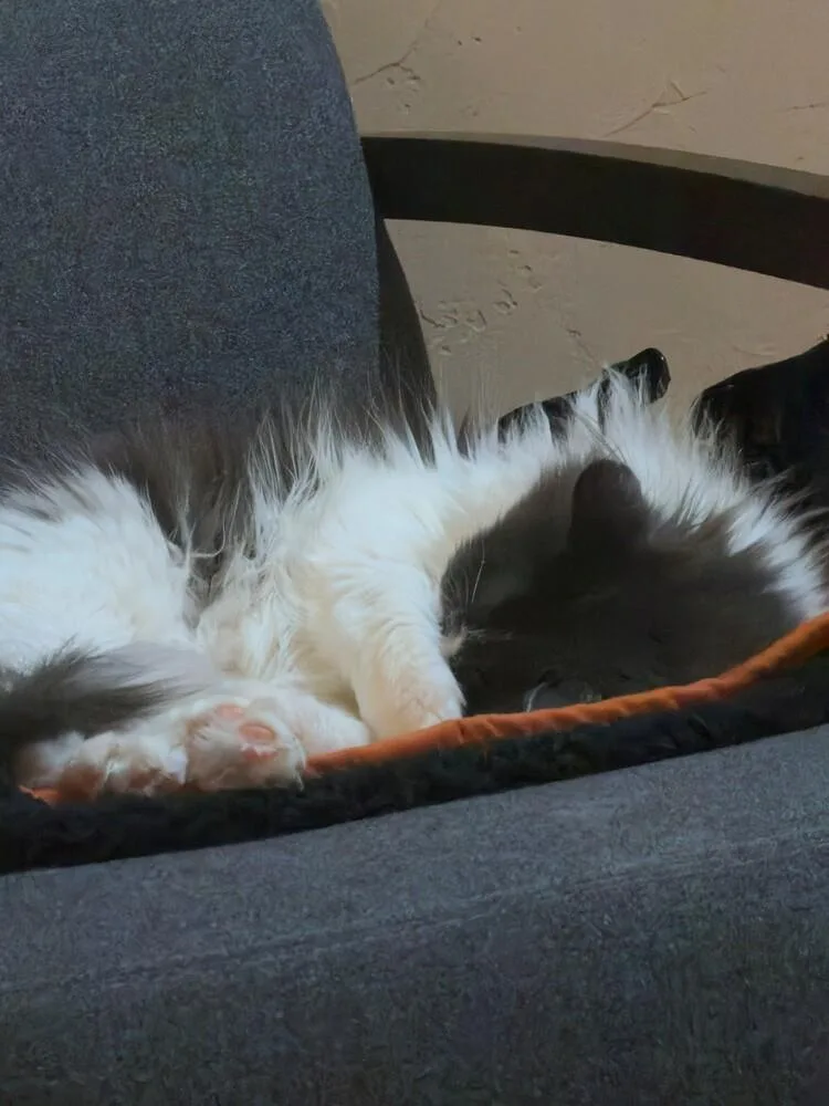 A young large-sized male Domestic Long Hair cat named Fabio for adoption in Dallas, TX