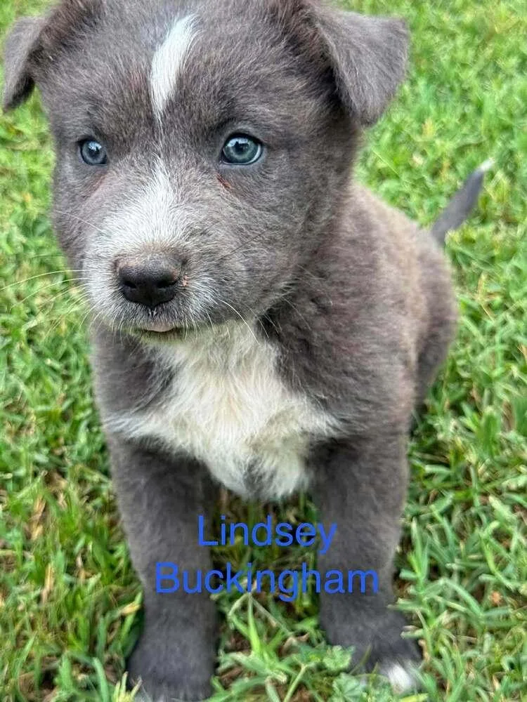 A baby small-sized male Gray / Blue / Silver Australian Cattle Dog / Blue Heeler dog named Lindsey Buckingham for adoption in Waunakee, WI