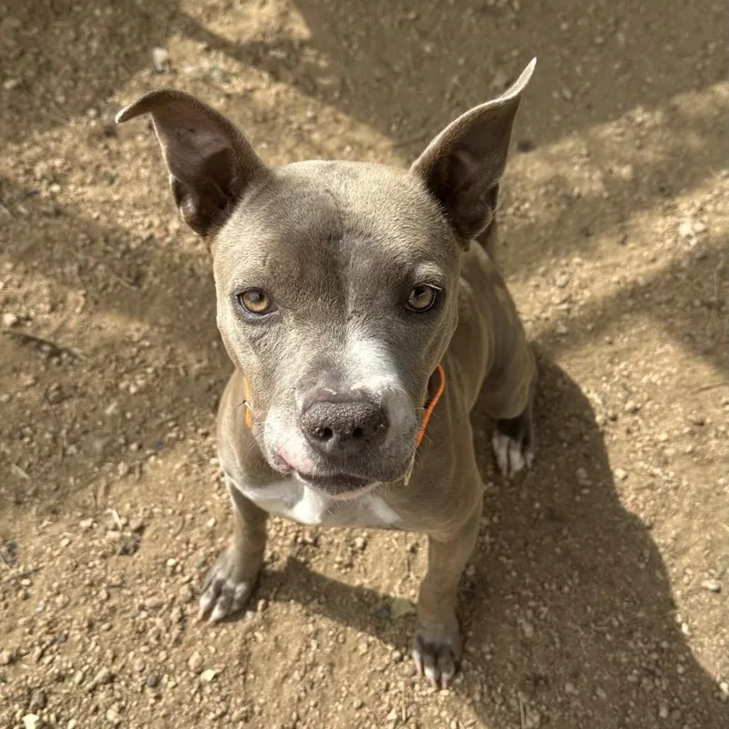 An adult medium-sized female Gray / Blue / Silver Pit Bull Terrier dog named Tokyo for adoption in Austin, TX