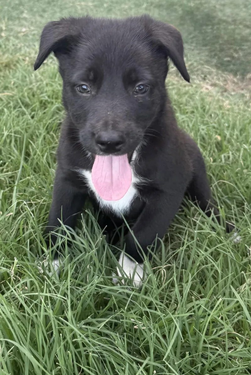 A baby medium-sized female Border Collie dog named Jasper for adoption in Sebec, ME