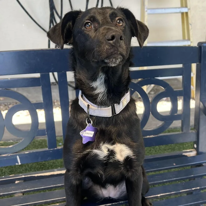 A baby medium-sized female Black Mixed Breed dog named Dorothy Ann for adoption in San Francisco, CA