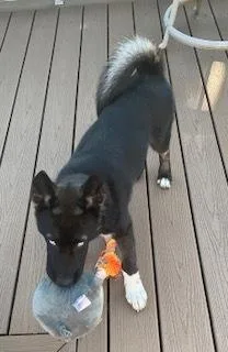 A baby large-sized female Tricolor (Brown, Black, & White) Husky dog named Sapphire for adoption in Akron, OH
