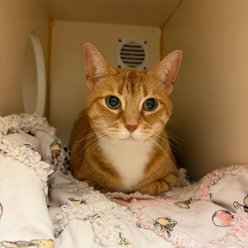 A senior large-sized female Orange / Red Domestic Short Hair cat named Honey for adoption in South Elgin, IL