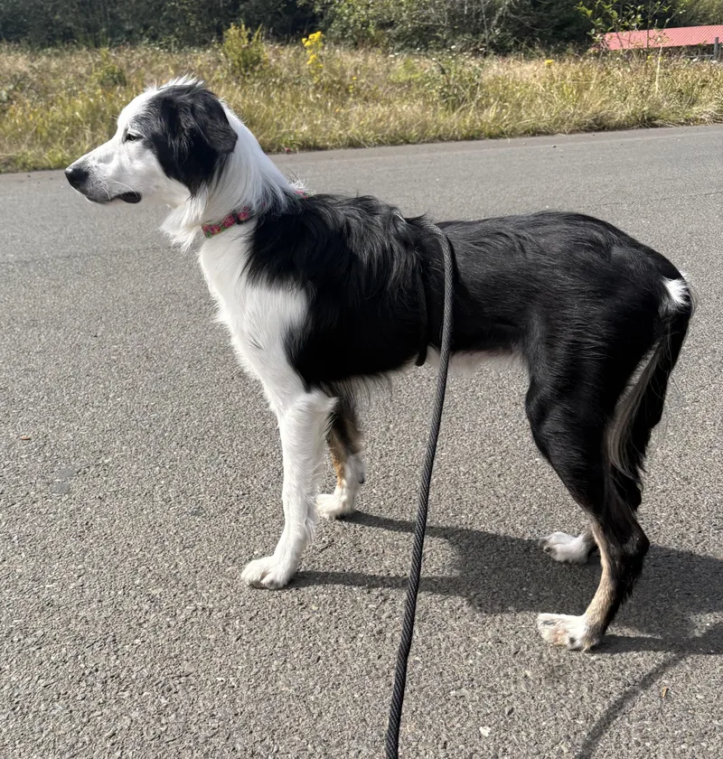 A young medium-sized female Black Border Collie dog named Blanche for adoption in Waldport, OR