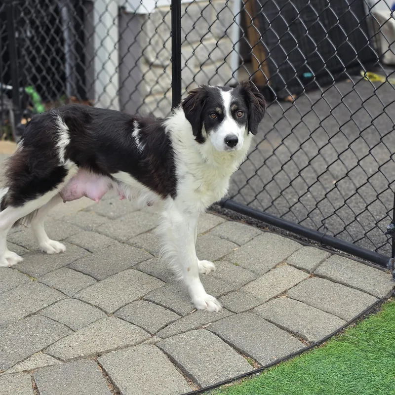 Bailey thumbnail 2