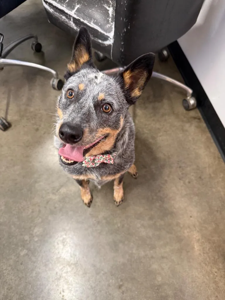 An adult medium-sized female Mixed Breed dog named Mini for adoption in Thousand Oaks, CA