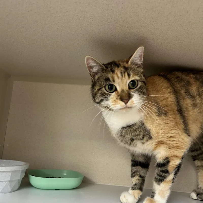 An adult medium-sized female Orange / Red Domestic Short Hair cat named Muffins for adoption in Durango, CO