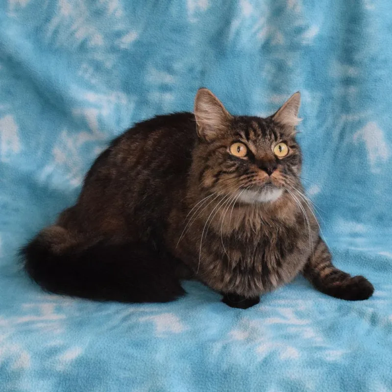 An adult medium-sized female Brown / Chocolate Domestic Medium Hair cat named Queenie for adoption in Eureka, CA