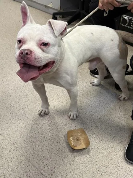 An adult medium-sized male Mixed Breed dog named Freddy for adoption in New York, NY