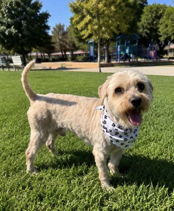 An adult small-sized male Cockapoo dog named Sheldon for adoption in Corona, CA