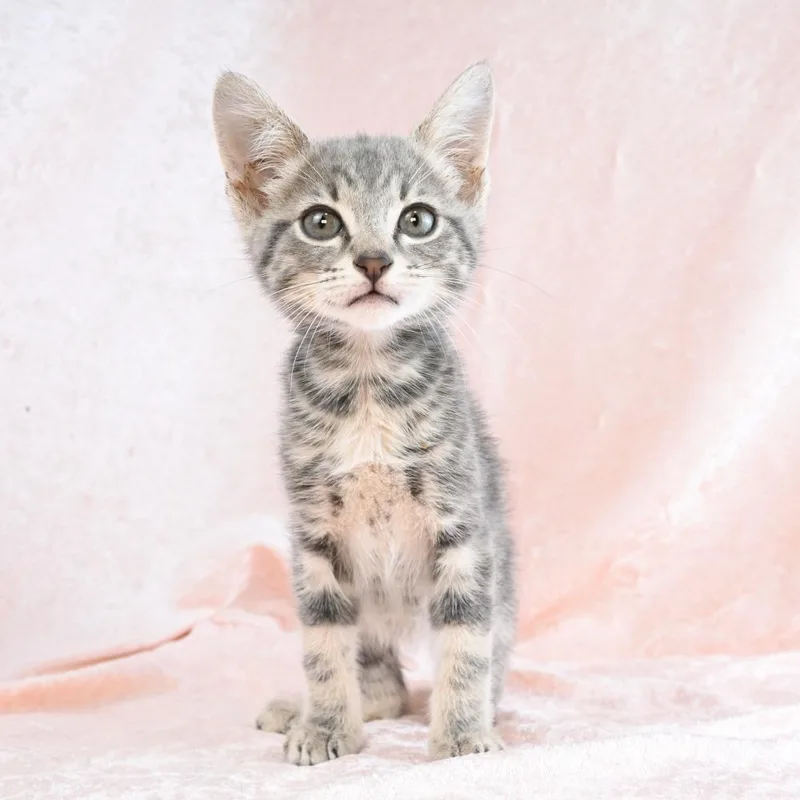 A baby small-sized male Gray / Blue / Silver Domestic Short Hair cat named Jellybean for adoption in Mobile, AL
