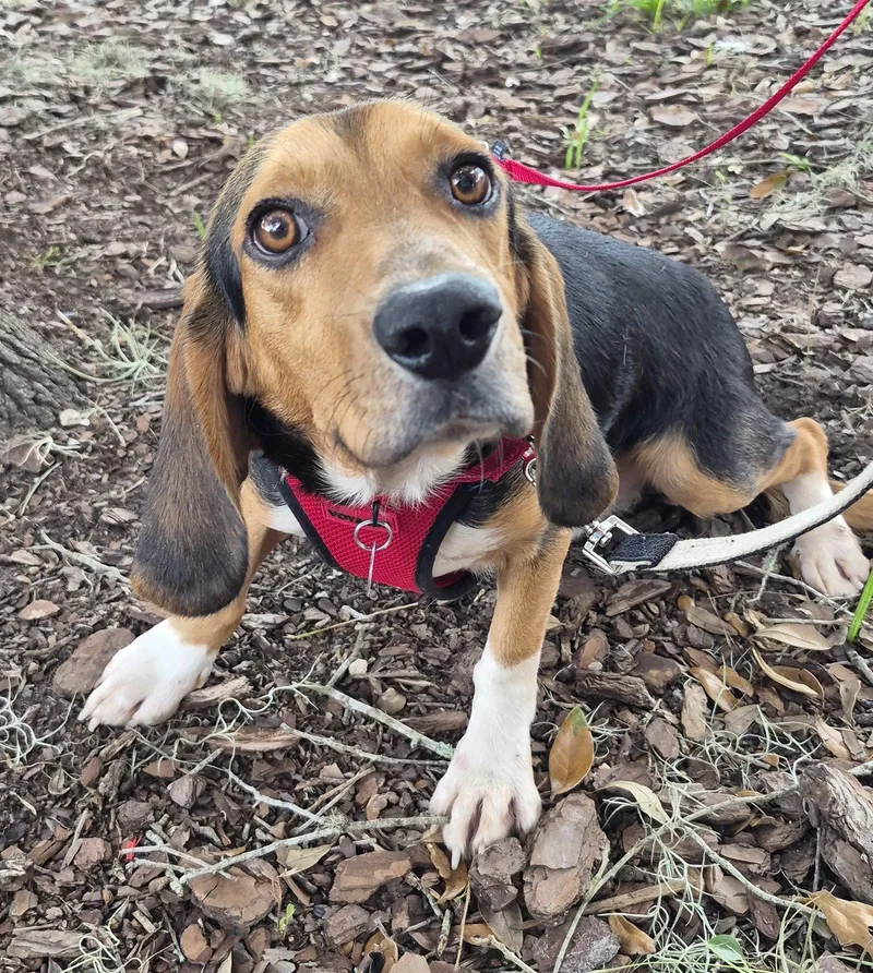 A young small-sized male Beagle dog named Scribble for adoption in Dunnellon, FL
