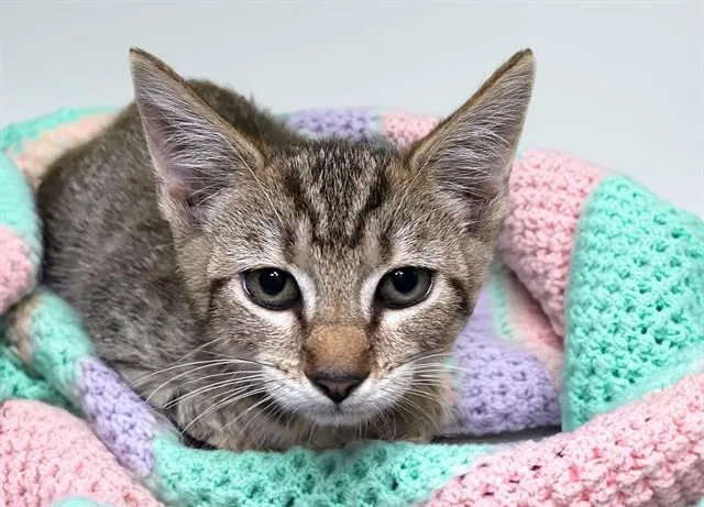A baby medium-sized female Domestic Short Hair cat named Renee for adoption in Fort Lauderdale, FL