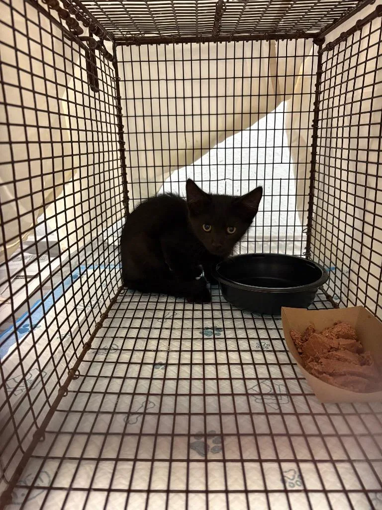 A young small-sized male Domestic Short Hair cat named Blacky for adoption in New Braunfels, TX