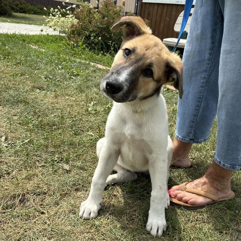 A baby small-sized female White / Cream Shepherd dog named Nova for adoption in Rock Falls, IL