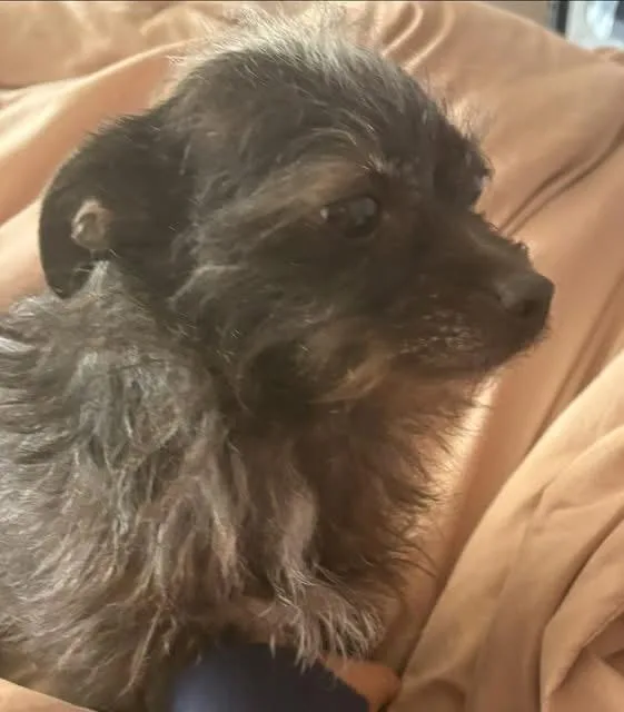 Little Dee thumbnail 2