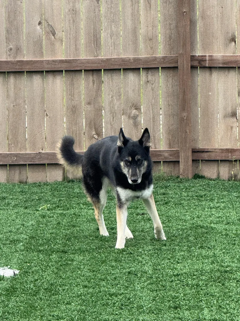 Shiloh