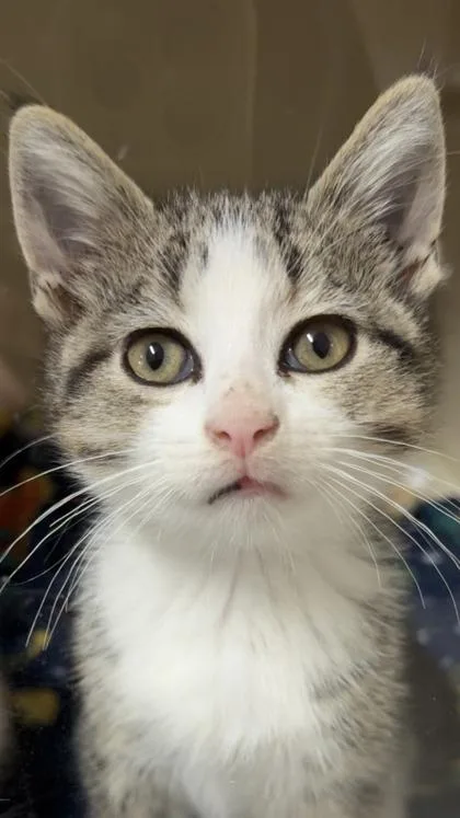 A baby small-sized male Domestic Short Hair cat named Cairo for adoption in Pequot Lakes, MN