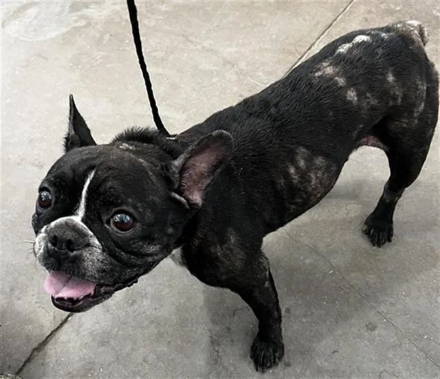 A young medium-sized female Mixed Breed dog named Triniti for adoption in Dallas, TX